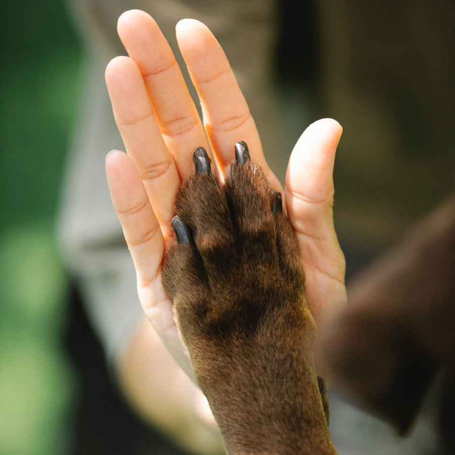 Como ensinar o seu cão a “dar 5”