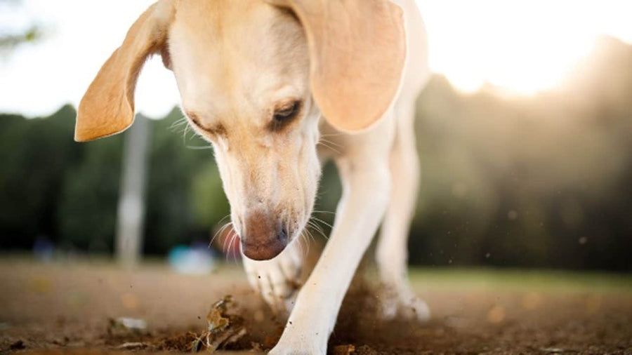 Porque é que os cães comem fezes?