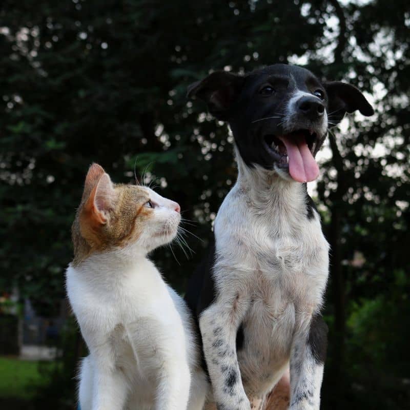 Dão-se como cão e gato : mitos e verdades