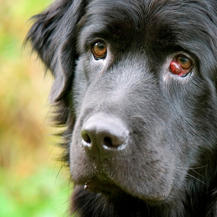 Olho de cereja (“Cherry Eye”) – o que é?