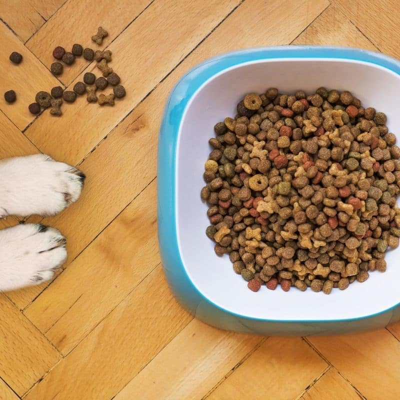 4 sinais de que o seu cão não está adaptado à ração