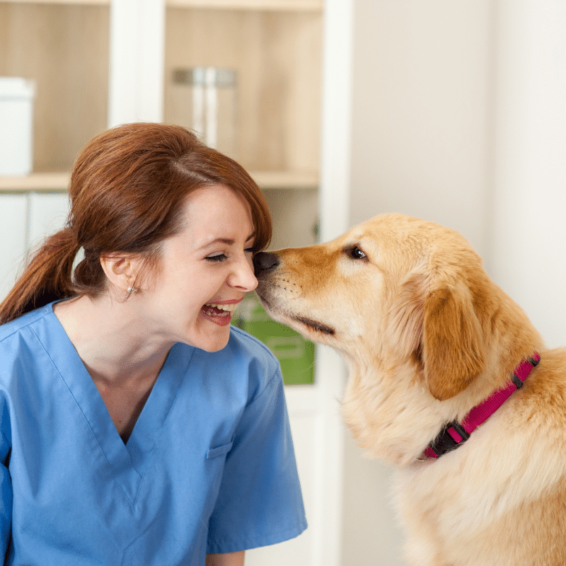 Em que consiste o exame físico em cães?
