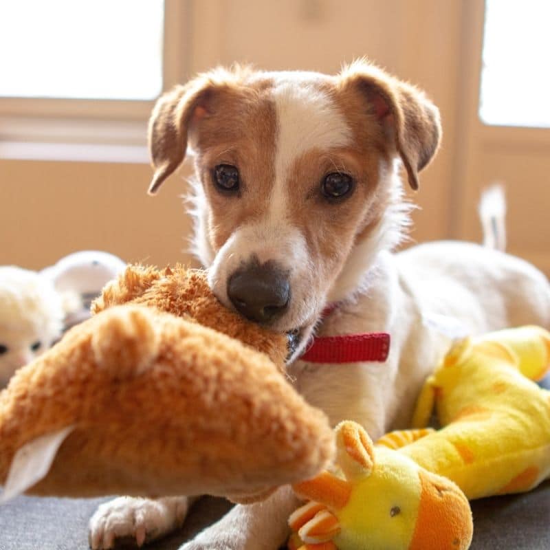 O meu cão comeu um brinquedo, e agora?