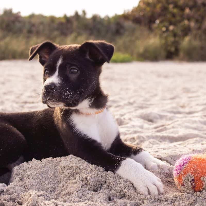 10 curiosidades importantes sobre cães