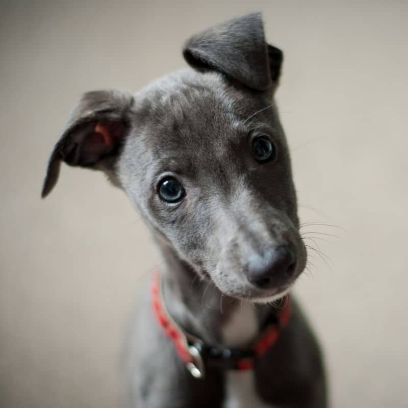 Desparasitação interna nos cães: tudo o que precisa saber