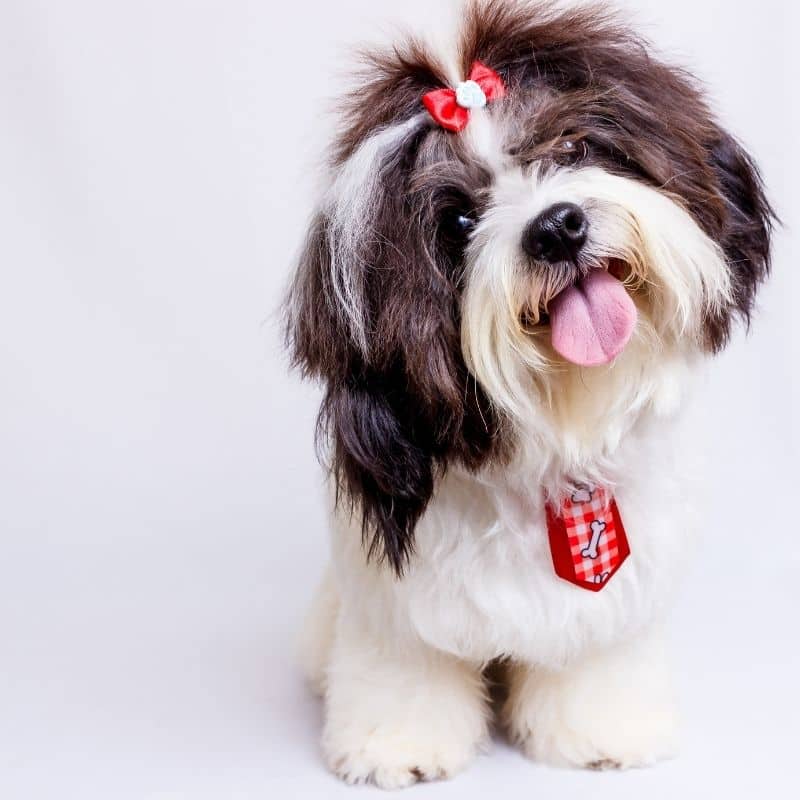 Com que frequência devo desparasitar o meu cão?