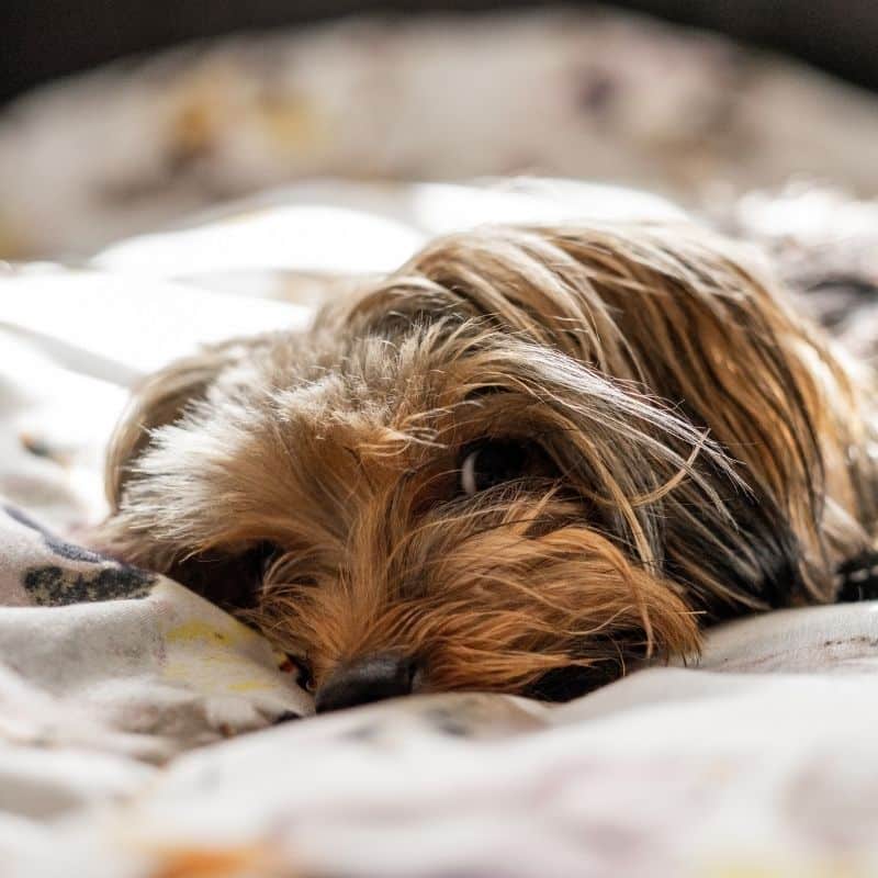 Gastroenterite canina: tudo sobre o assunto