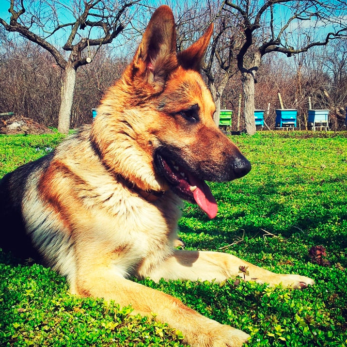 Como diminuir a queda de pelo no seu cão?