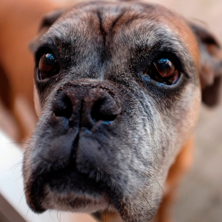 Será que o meu cão está com demência?