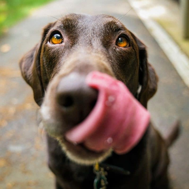 Por que o meu cão está a perder peso?