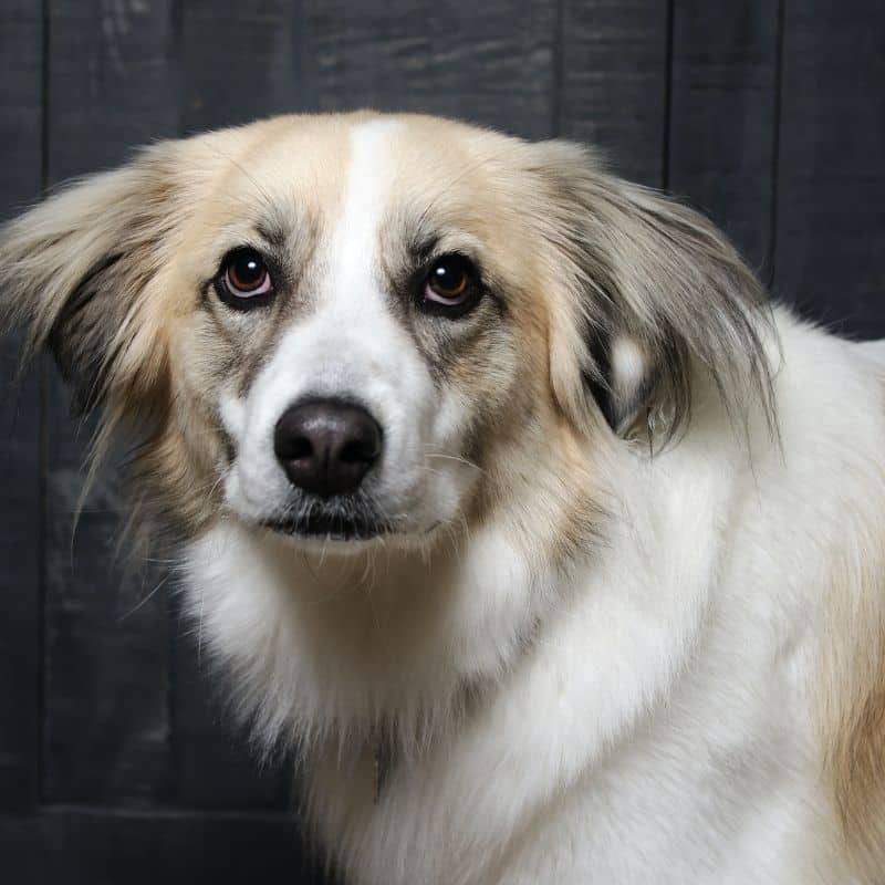 Muda de pelo dos cães quando ocorre e quanto tempo dura a ?