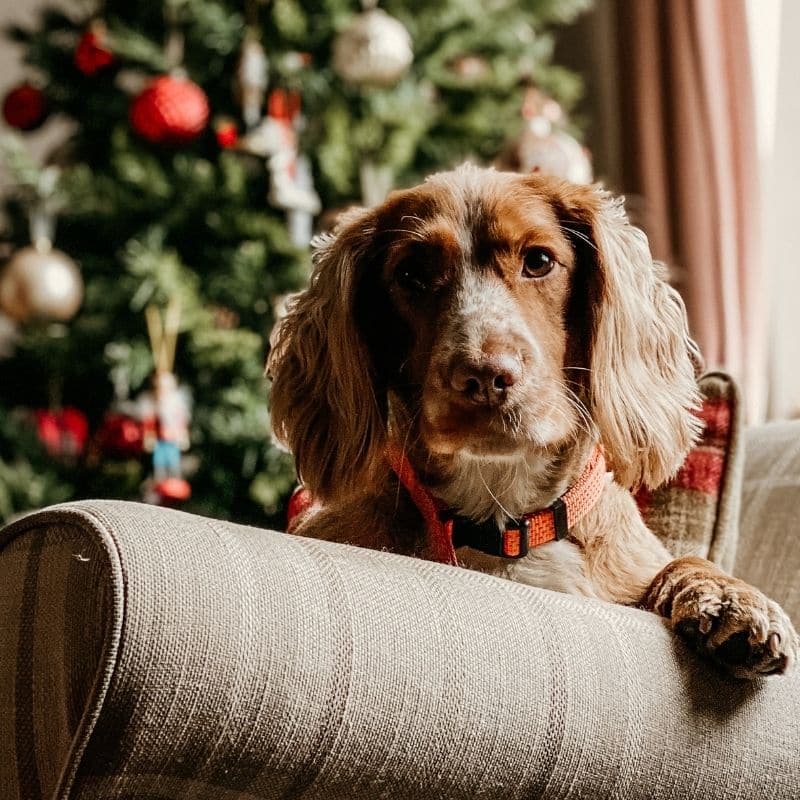Mistério de Natal desvendado: o meu cão pode comer bacalhau?