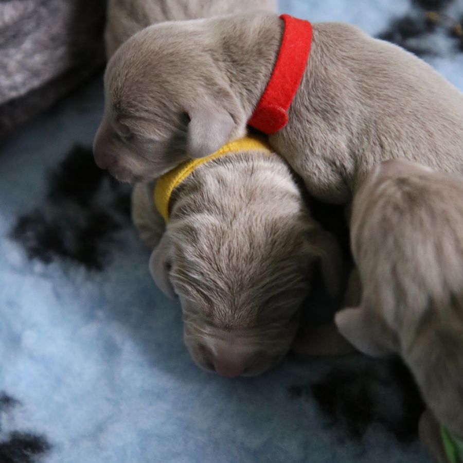 Qual a evolução comportamental esperada num cachorro ao longo dos meses?