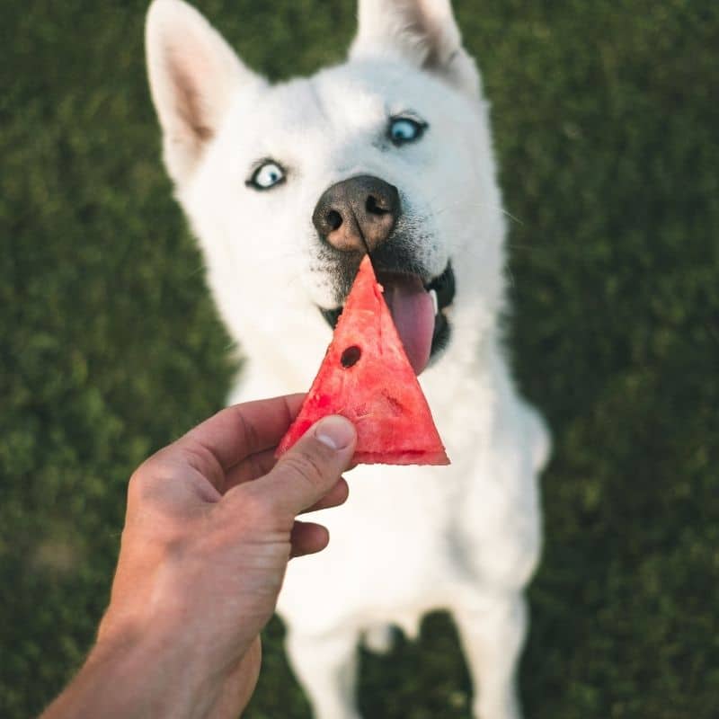 Os cães podem comer melancia?