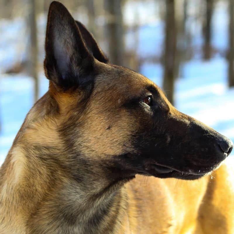 Os cães podem comer ovos?