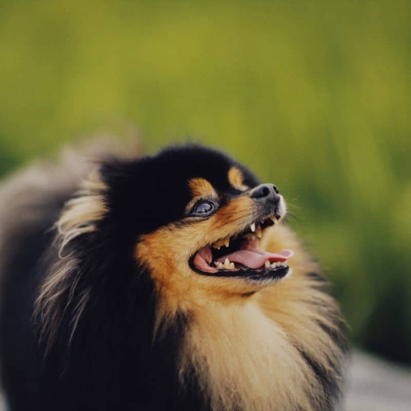 Quantos dentes têm os cães?