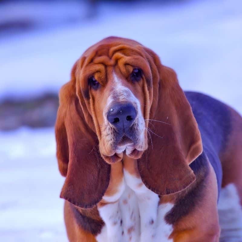 10 raças de cães médios