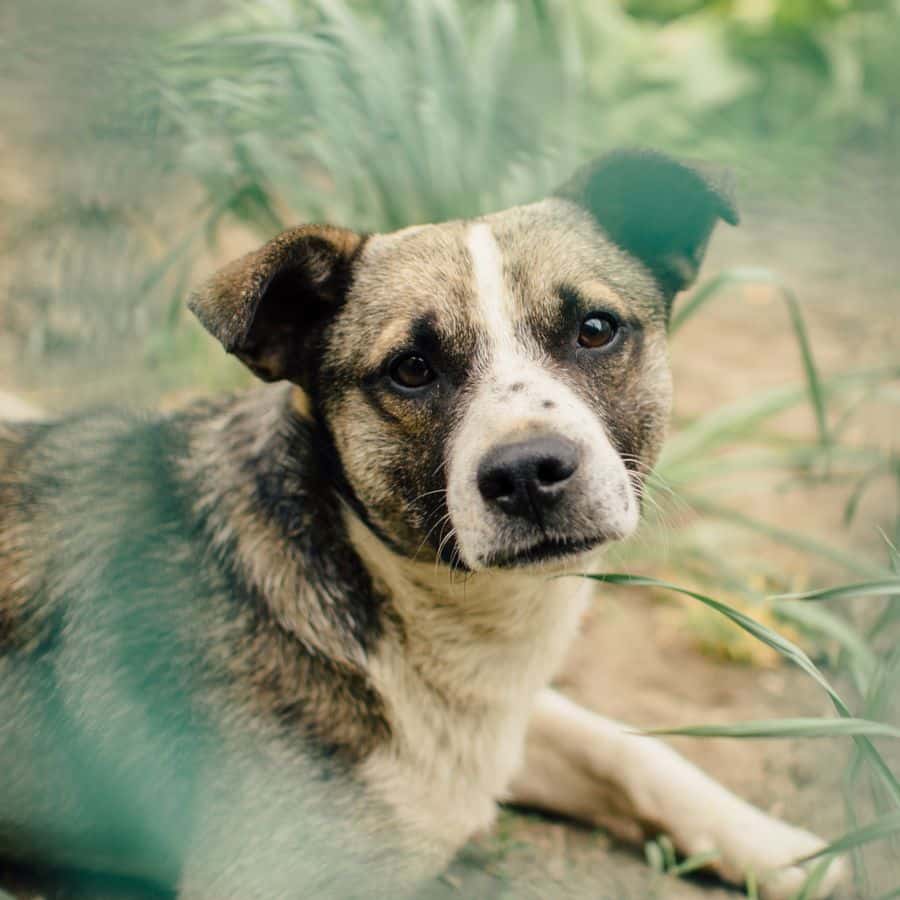 O meu cão tem alergia à pipeta para as pulgas, e agora?