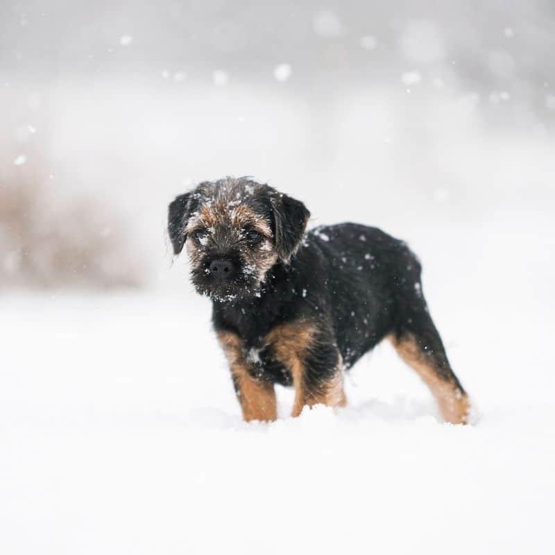 Todos os cães precisam de usar roupa no inverno?