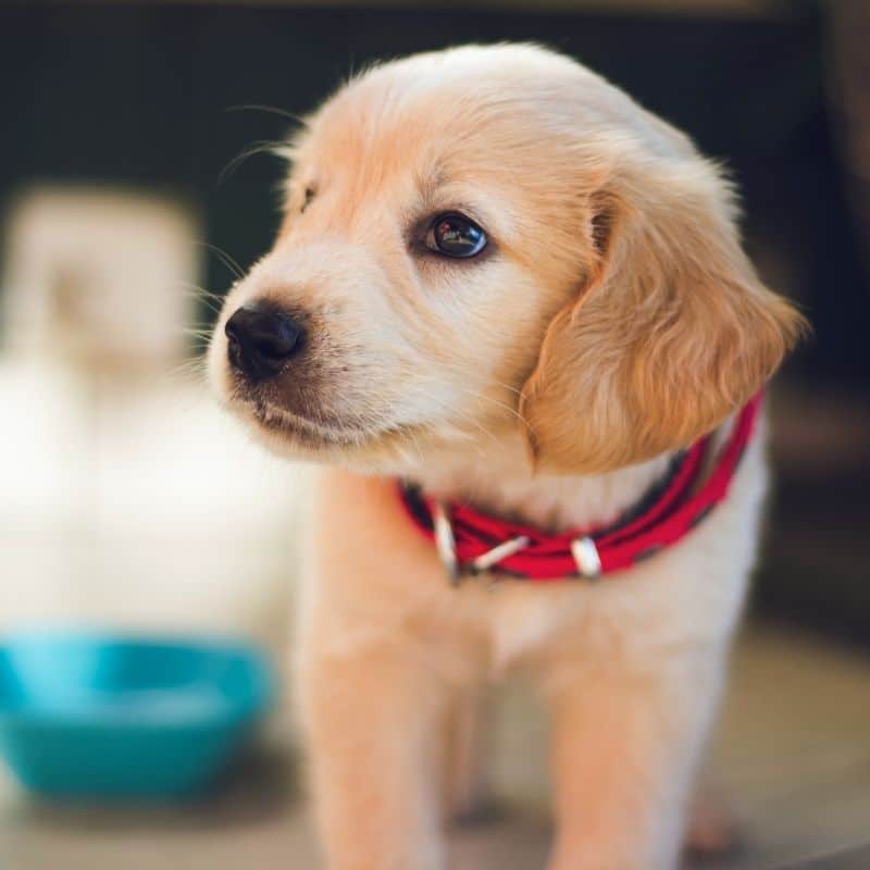 Sangue nas fezes do cachorro: o que fazer?