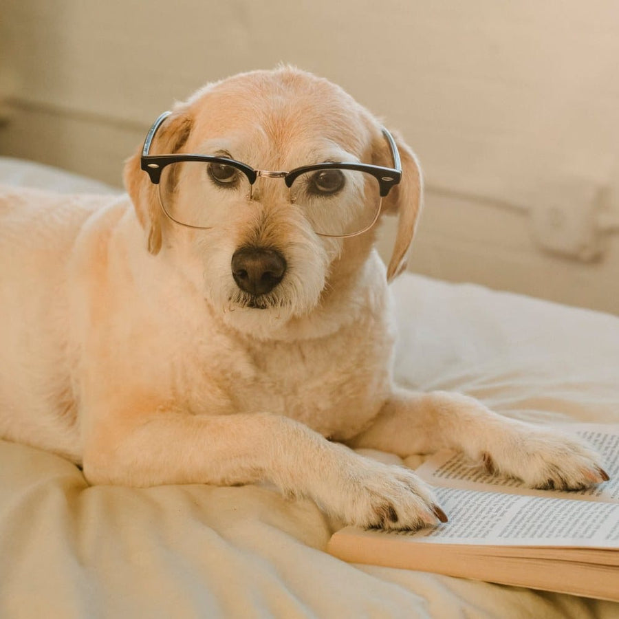 Horóscopo do cão e influência na sua personalidade
