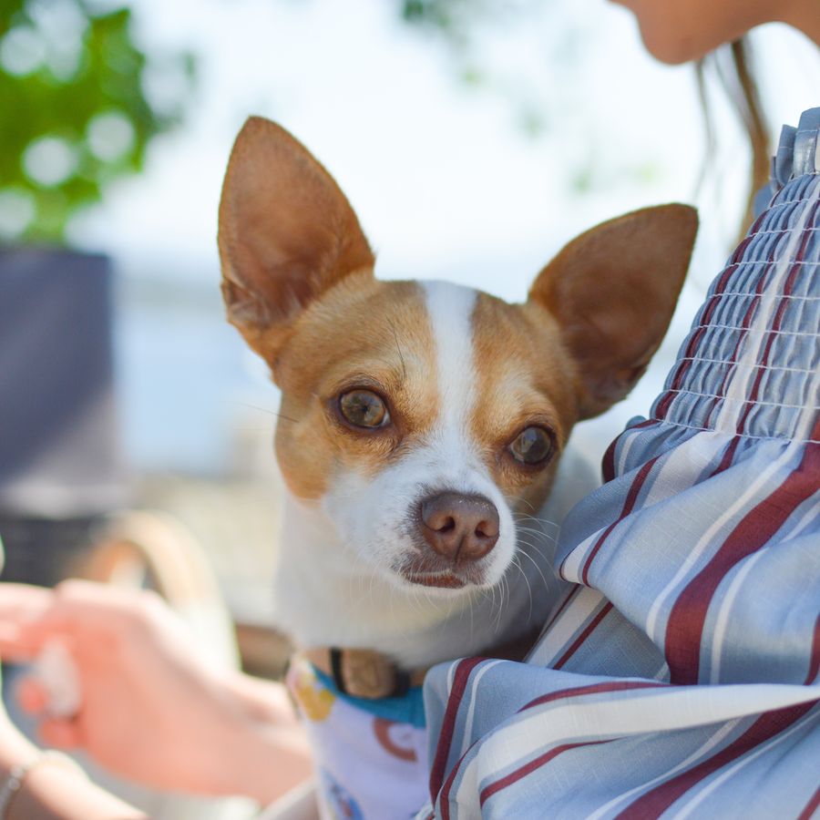 Devo levar o meu cão ao veterinário com que regularidade?