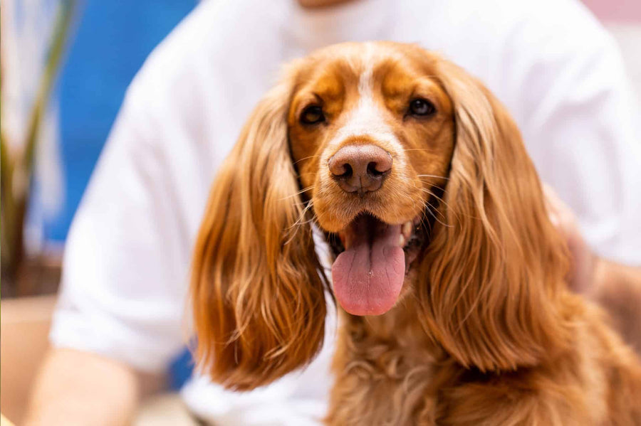 O seu cão pode estar na capa da Men’s Health
