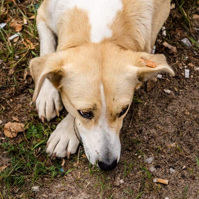 A tosse nos cães: causas e tratamento