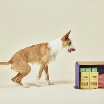 Cão em movimento ao lado de uma caixa Barkyn