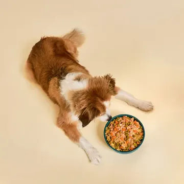Cão visto de cima ao lado da taça, a condição física à vista