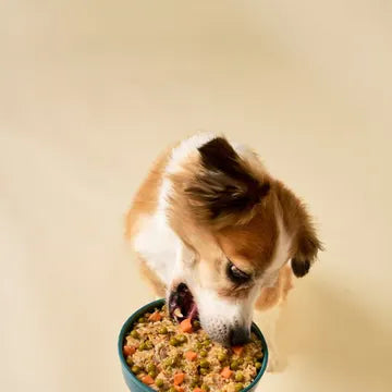 Cão a comer da taça segura pela mão da dona, a rotina de cada dia