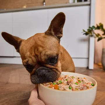 Bulldog francês a comer comida fresca Barkyn de uma taça